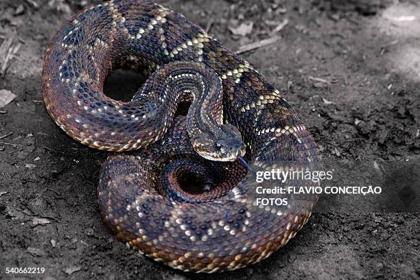 Brazilian Rattle 806 Brazilian Snake Stock Photos, High-Res Pictures, and Images - Getty ...