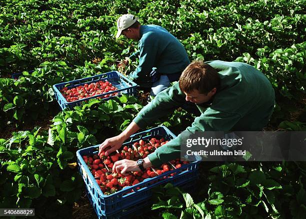 Polnische Saisonarbeiter pflücken Erdbeeren und füllen sie noch auf dem Feld in Portionsschalen. .