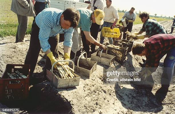 Erntehelfer sammeln auf einem Feld frisch gestochenen Spargel in Körbe. Aufgenommen Mai 1997.