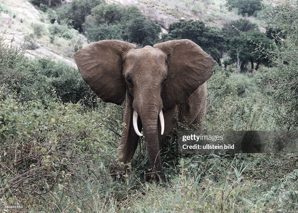 Roter Elefant im Nationalpark Tsavo-Ost