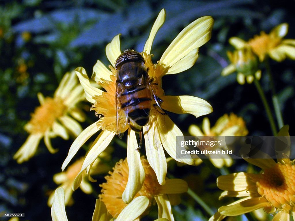 Biene auf gelber Blüte