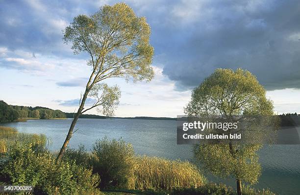 Bäume und Gräser wachsen am Ufer des Schaalsees bei Dargow. .