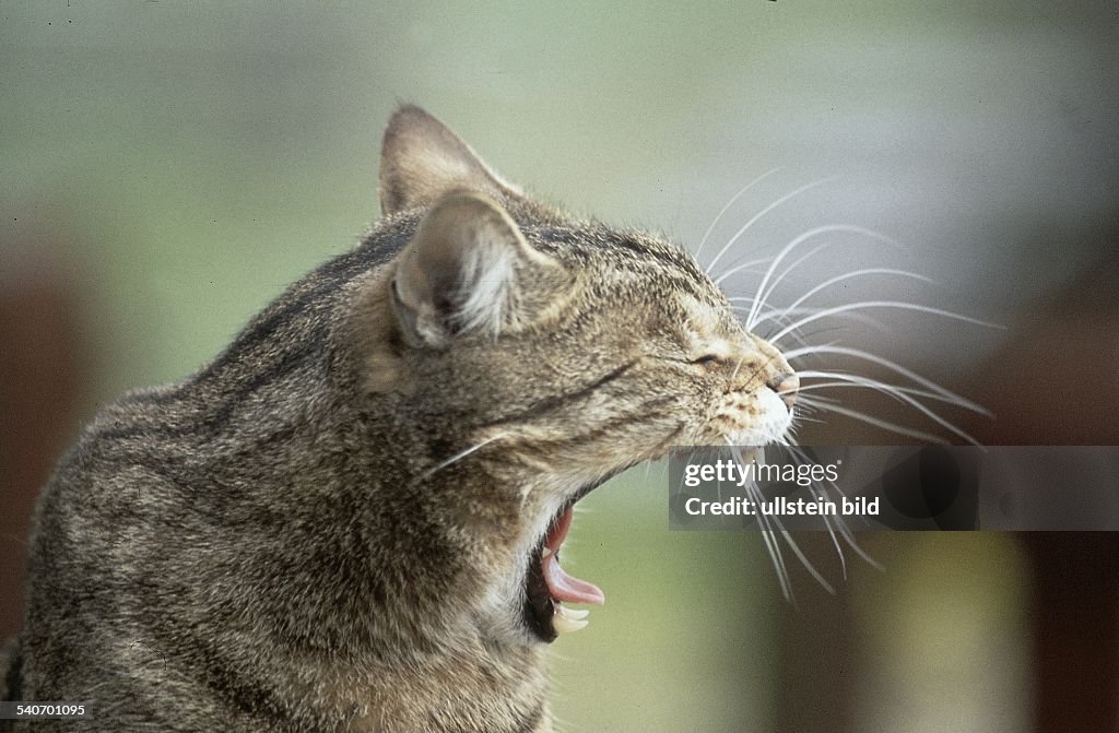 Gähnende Hauskatze