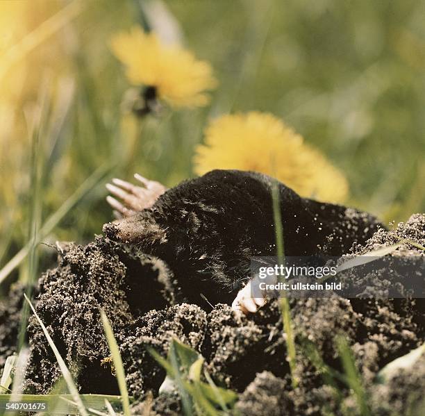 Ein Maulwurf gräbt sich aus der Erde und sieht über seinen aufgeworfenen Hügel. Undatiertes Foto.