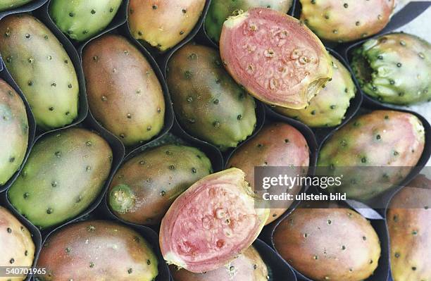 Kaktusfeige, Frucht des Feigenkaktus , der zur Familie der Opuntien gehört. .