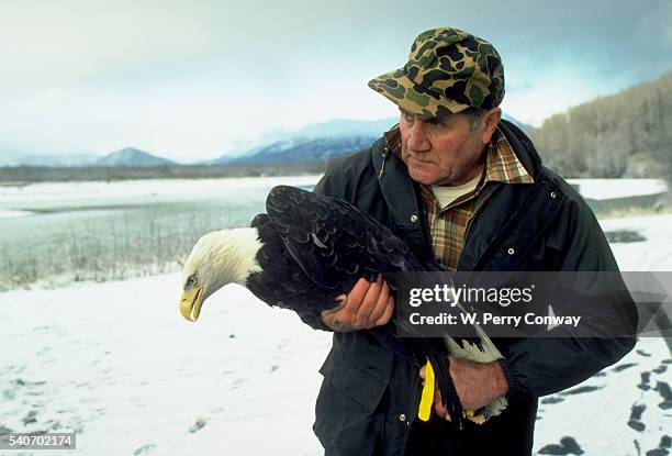 eagle with radio transmitter - river chilkat stock pictures, royalty-free photos & images