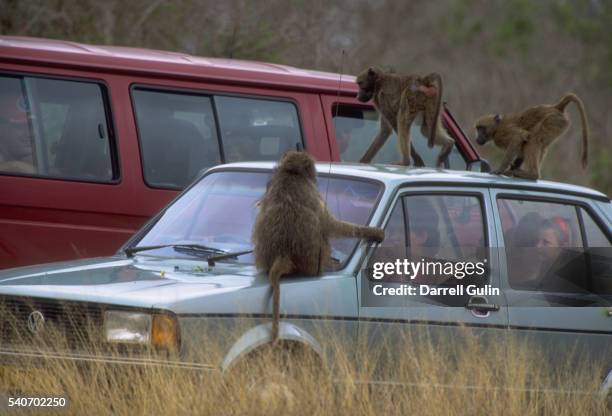 chacma baboons on a car - baboon stock pictures, royalty-free photos & images