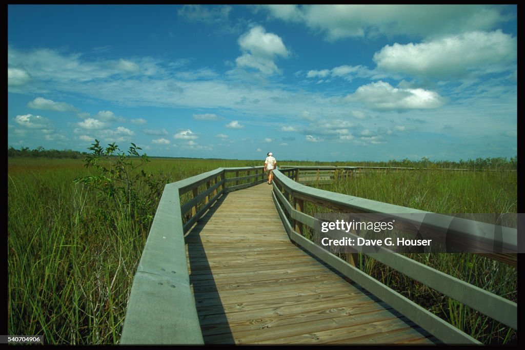 Boardwalk Through Everglades National Park