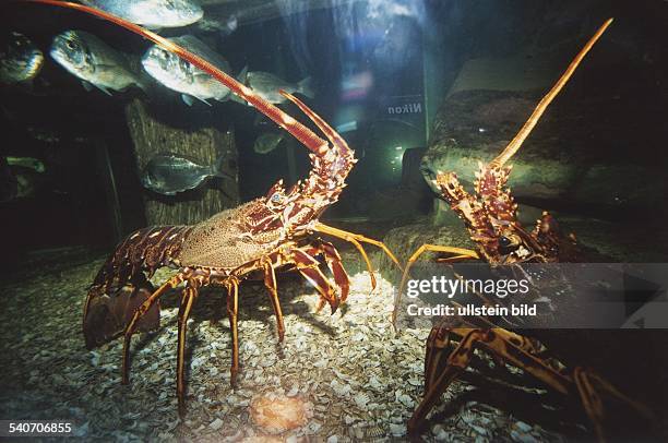 Zwei Langusten in einem Aquarium des Sea-Life Centre Timmendorfer Strand auf einem Haufen mit Muschelschalen. Sie stehen sich direkt gegenüber,...