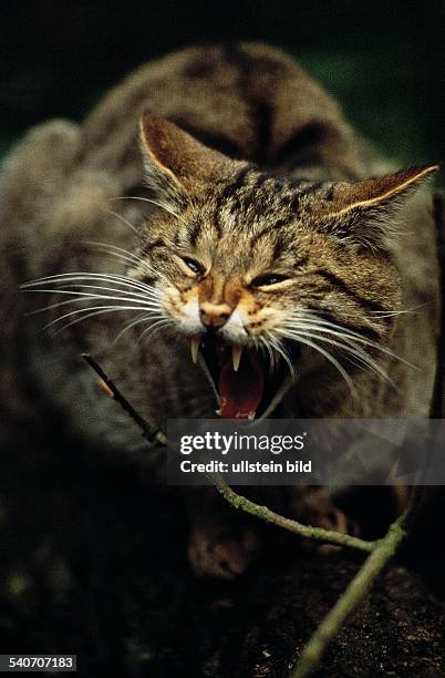 Eine fauchende europäische Wildkatze im Wildpark Eekholt. Undatiertes Foto.