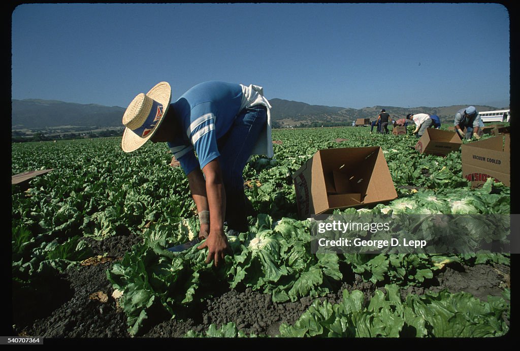 Farm Worker Harvesting Salinas Head Lettuce