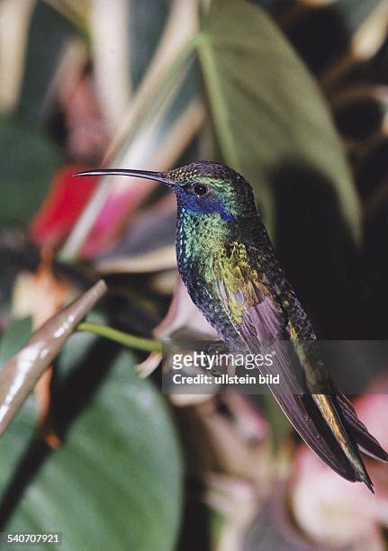 Ein Kolibri im Schwirrflug. Kolibris könnent 80 Flügelschläge pro Sekunde leisten bei einem Körpergewicht von 2,5 Gramm. Undatiertes Foto.