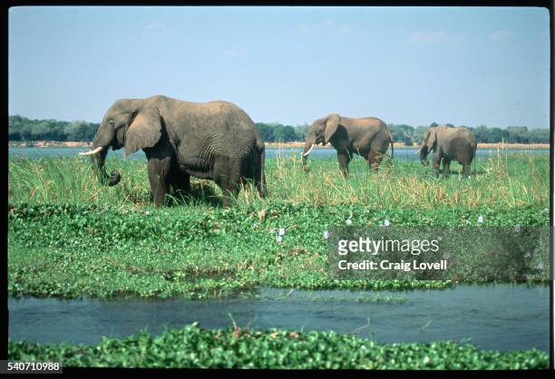 bull elephants on riverbank - zambezi river stock pictures, royalty-free photos & images