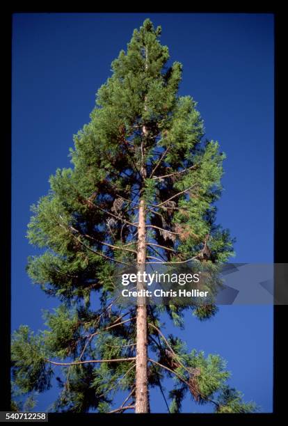 japanese cedar - cryptomeria japonica stock pictures, royalty-free photos & images