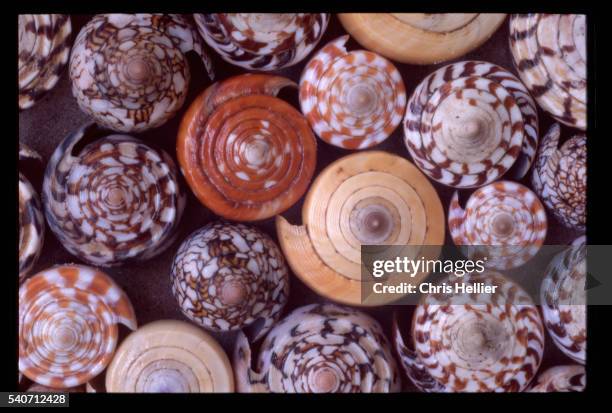 Cone Shell Background 87 Cone Shells Stock Photos, High-Res Pictures, and Images - Getty Images