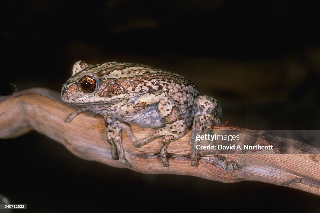 Marsupial Tree Frog