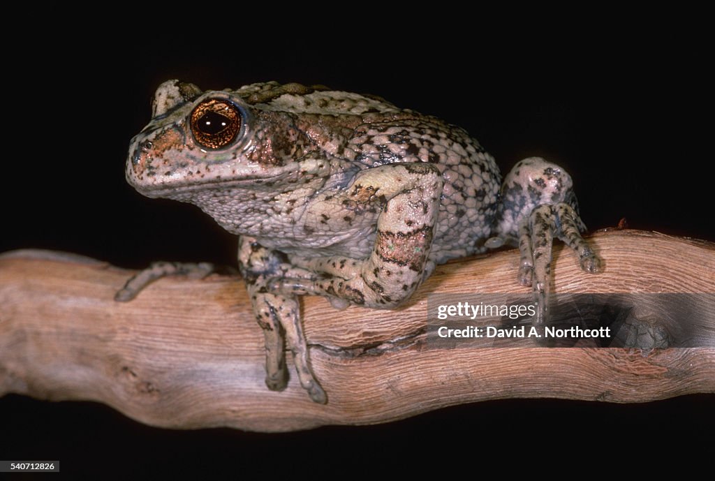 Marsupial Tree Frog