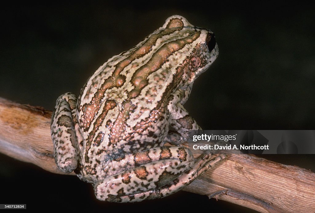 Marsupial Tree Frog