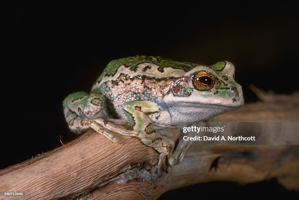 Marsupial Tree Frog
