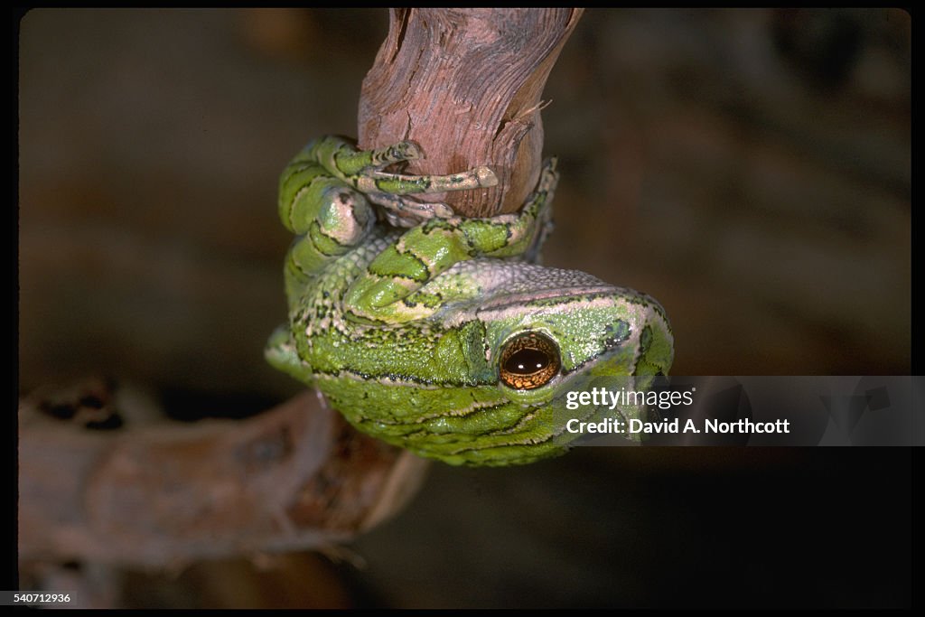 Marsupial Tree Frog on Branch