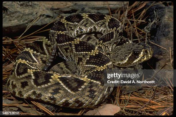 eastern diamondback rattlesnake - eastern diamondback rattlesnake fotografías e imágenes de stock