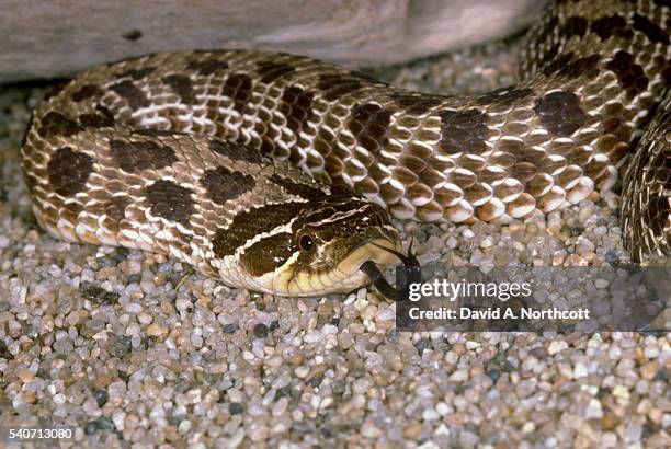 western hognose - hognose snake fotografías e imágenes de stock