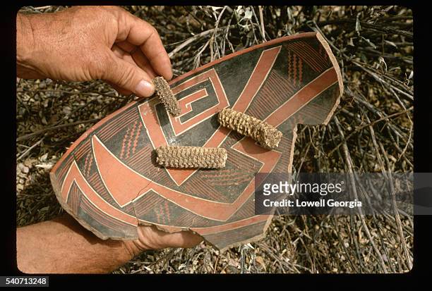 corn cobs and indian clay pot - superstition mountains fotografías e imágenes de stock