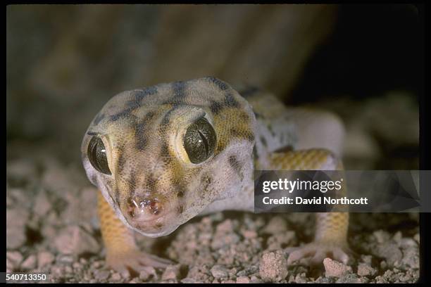 Close-up of a frog eye sand gecko, found in Iran and Kazakhstan.