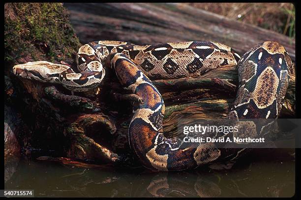 columbia red tail boa - boa stockfoto's en -beelden