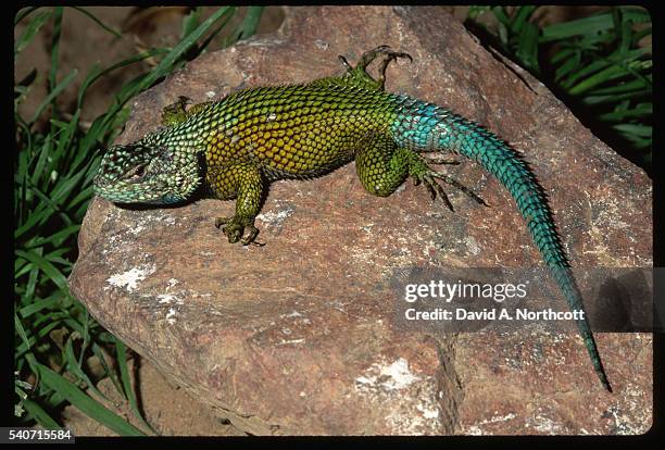 green spiny lizard - green spiny lizard stock pictures, royalty-free photos & images