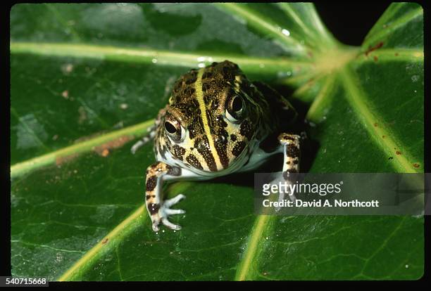 african burrowing bullfrog - african bullfrog stock-fotos und bilder