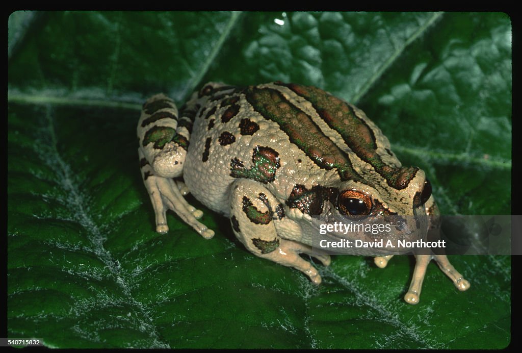 Marsupial Treefrog