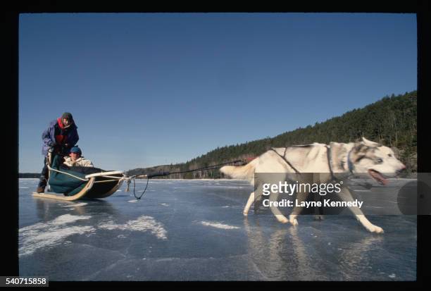 dog sledding on frozen lake - boundary waters canoe area stock-fotos und bilder