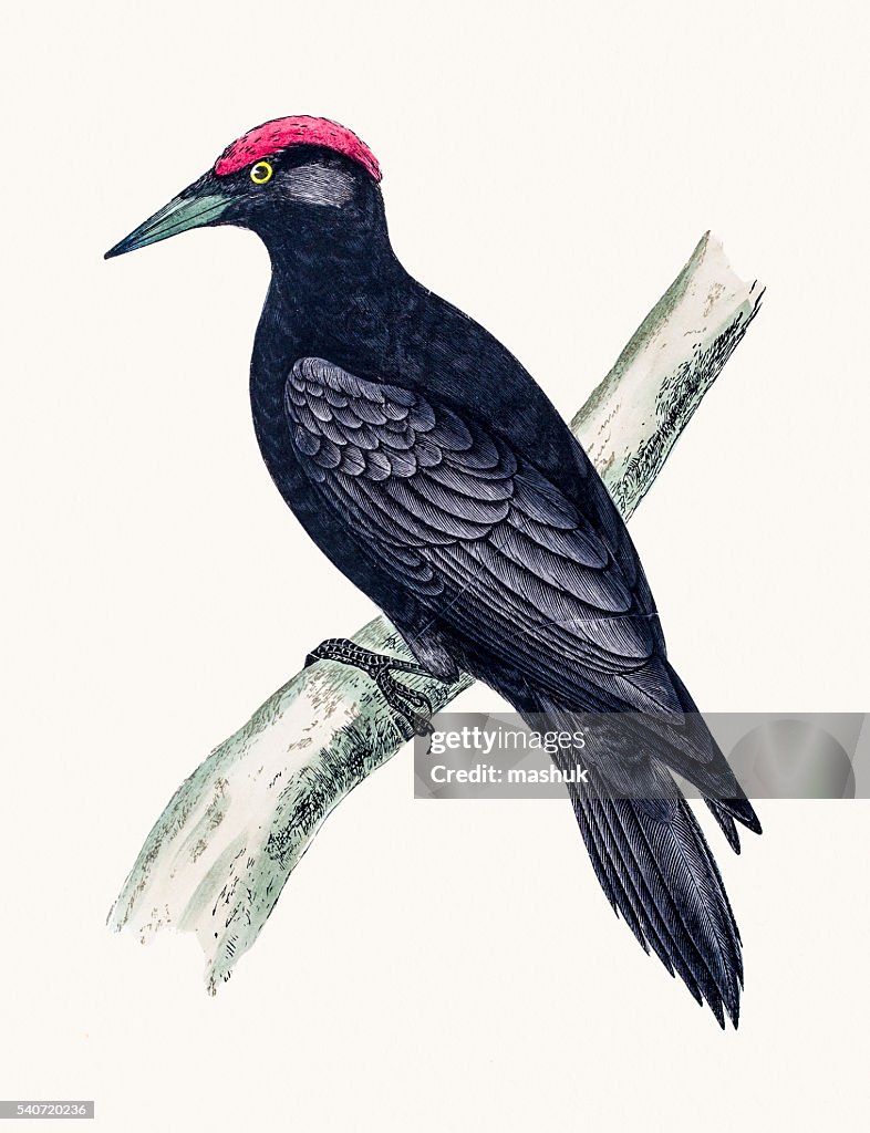 Black Woodpecker bird
