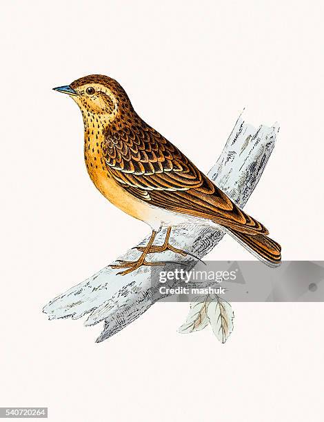 wood lark bird - white winged lark stock illustrations