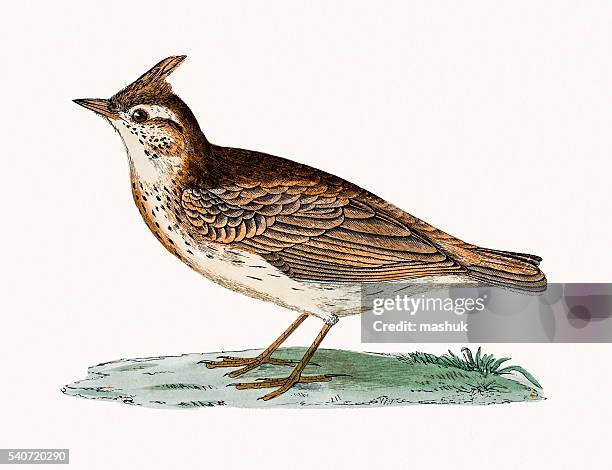 crested lark bird - taxonomy stock illustrations