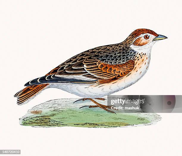white-winged lark bird - skylark stock illustrations