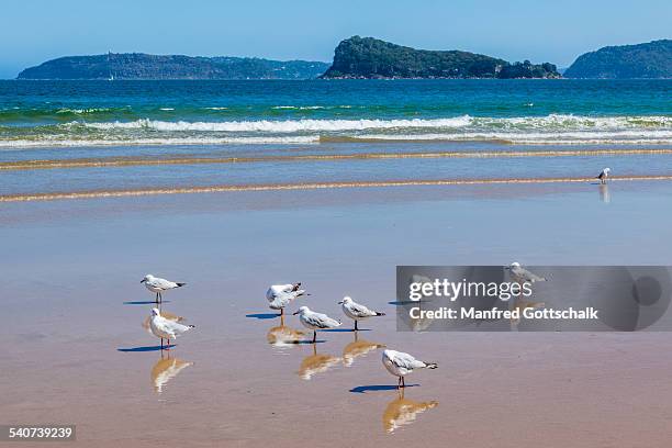 lion island from umina beach - sea bird stock pictures, royalty-free photos & images