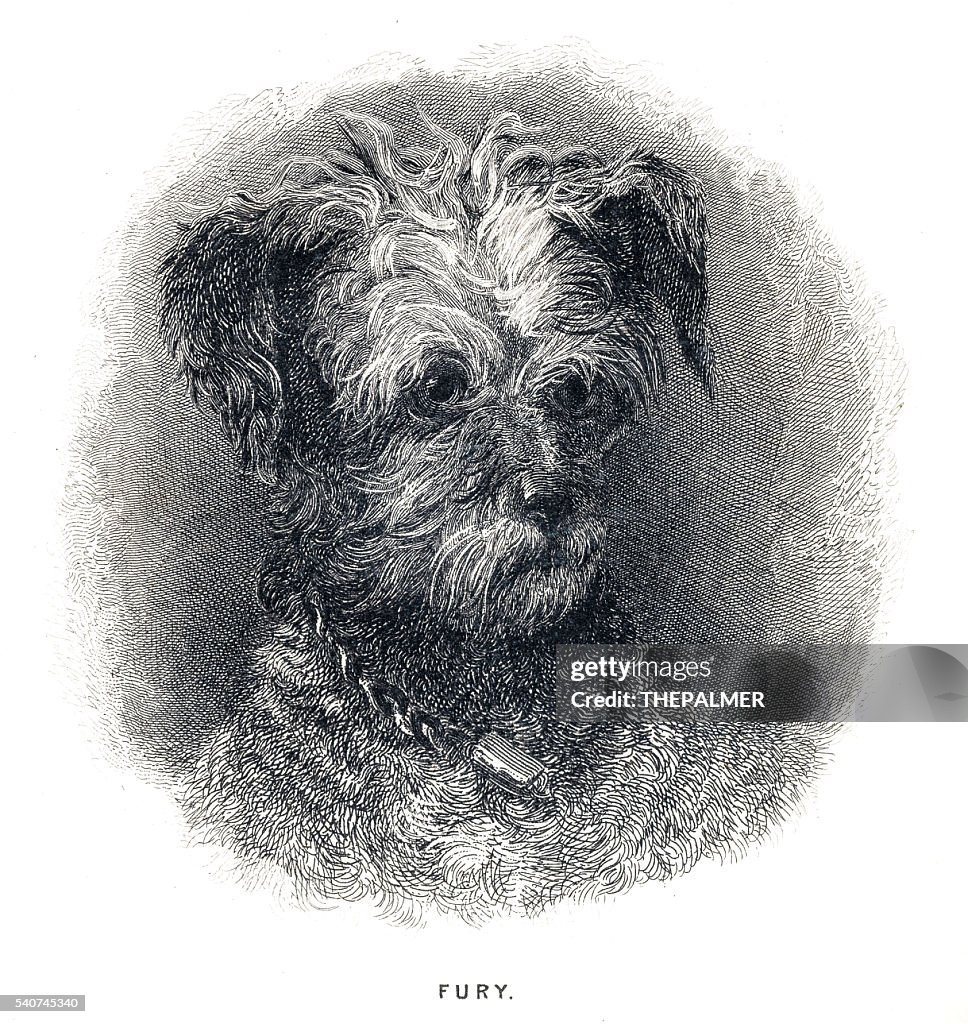 Terrier Dog engraving 1841