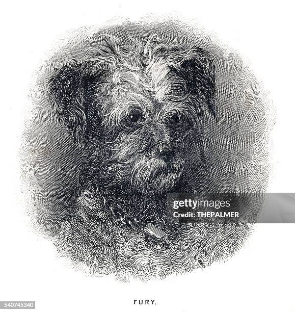 terrier dog engraving 1841 - norfolk terrier stock illustrations