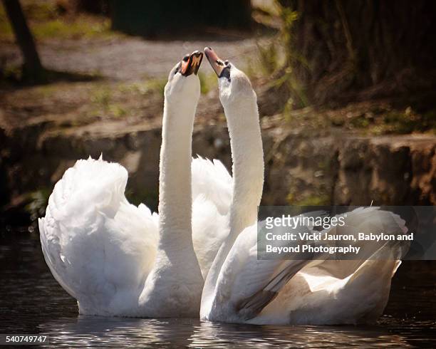 swans in love at argyle lake - lago argyle imagens e fotografias de stock