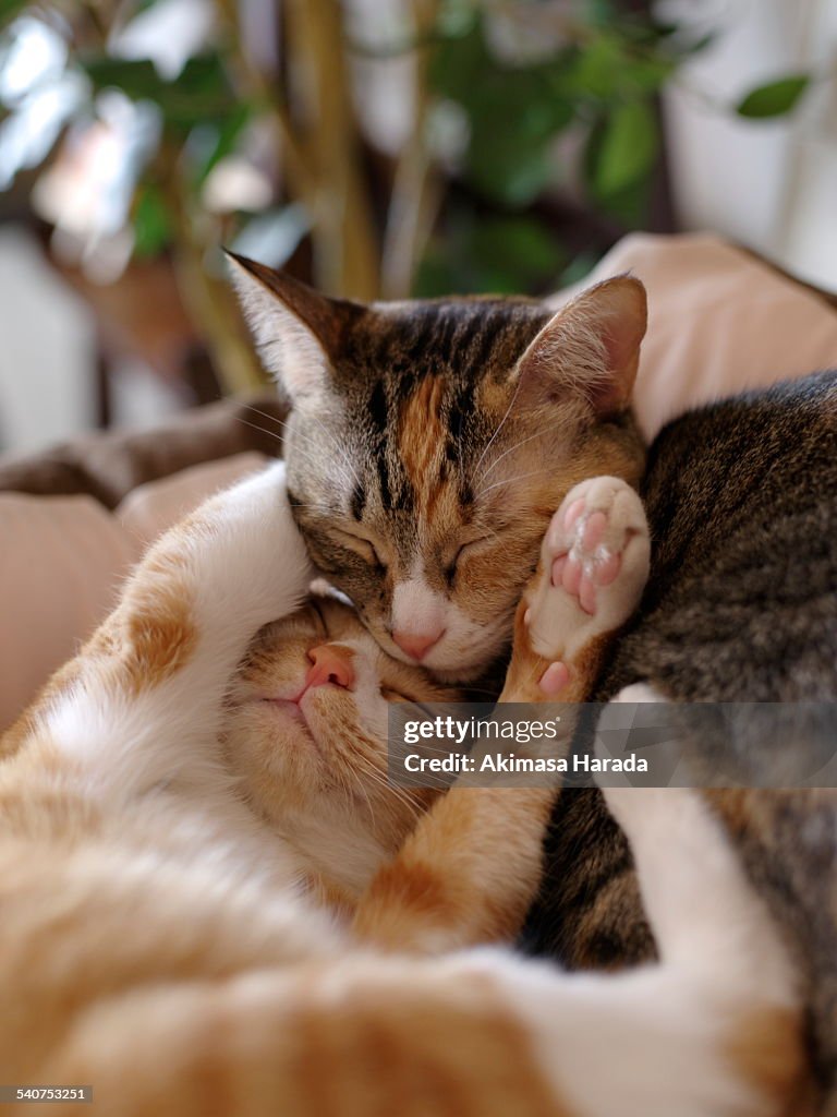 Two kittens snoozing together