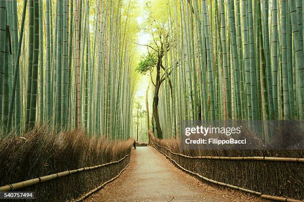 arashiyama bamboo forest in kyoto, japan - bamboo material stock pictures, royalty-free photos & images