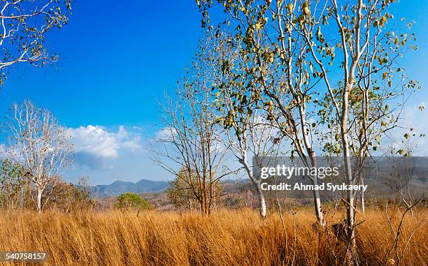 lamalera lembata island landscape - lembata stock pictures, royalty-free photos & images