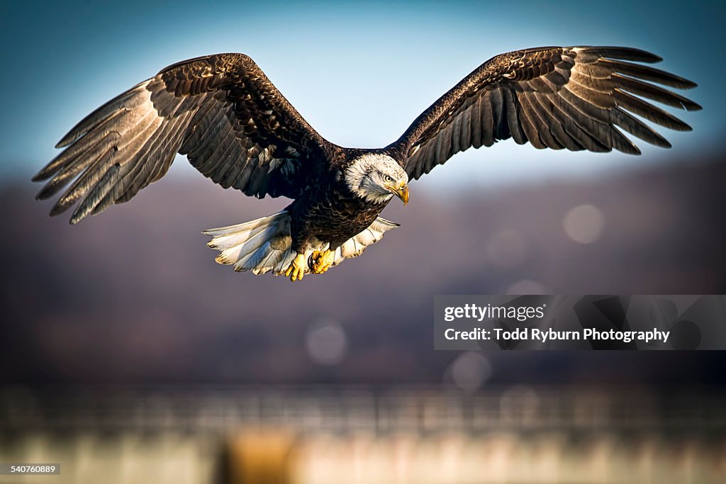 Bald Eagle with intense Look