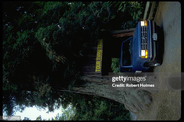 122 Drive Through Tree Stock Photos, High-Res Pictures, and Images ...