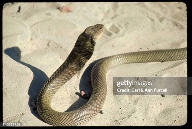 cobra on sand - kobra bildbanksfoton och bilder