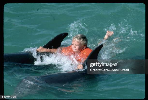 Boy Dolphin Photos and Premium High Res Pictures - Getty Images