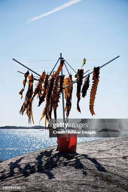 seaweed hanging at sea - grebbestad stockfoto's en -beelden
