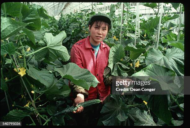 Farmer displays some cucumbers growing in a greenhouse at the Evergreen Commune in Beijing.